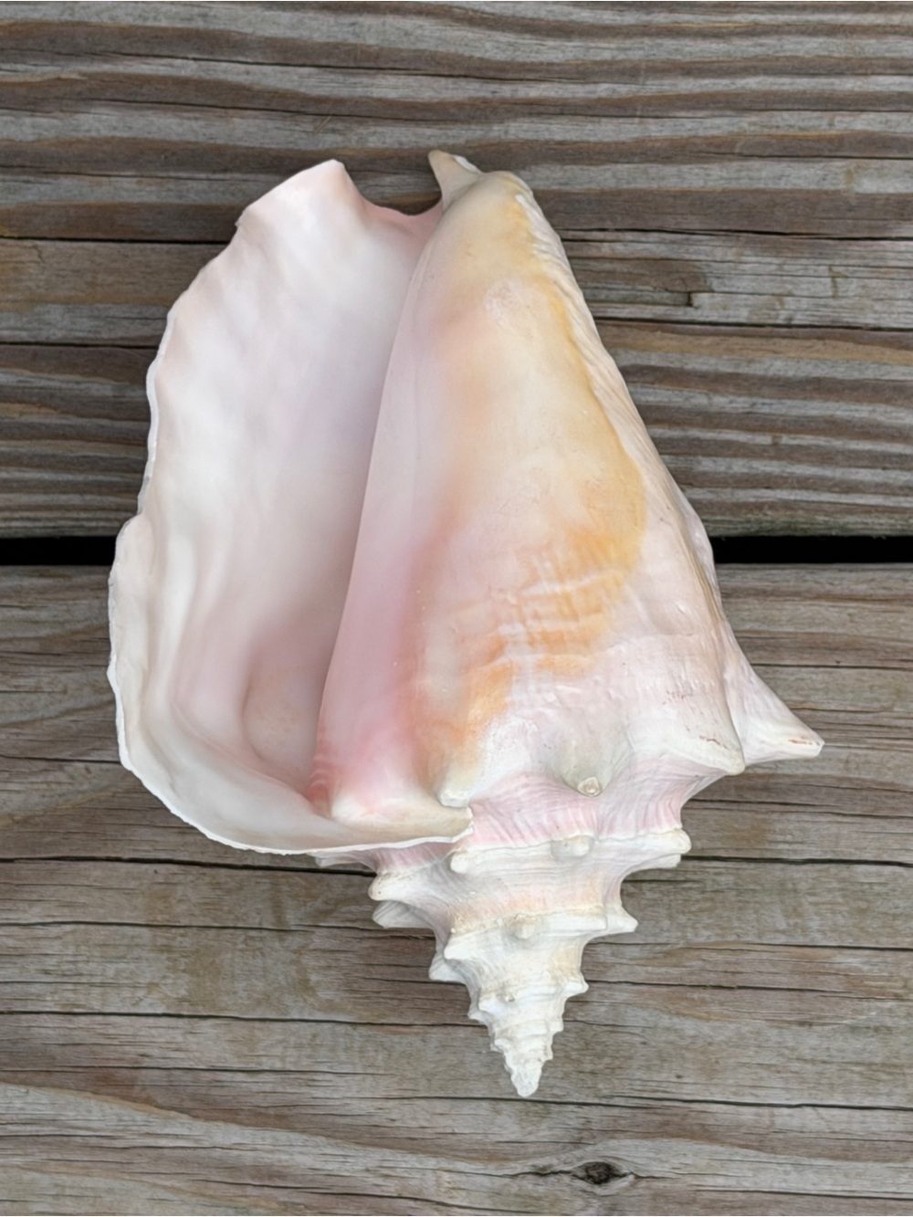 Queen Conch | SeaShell - Picture 11 of 13